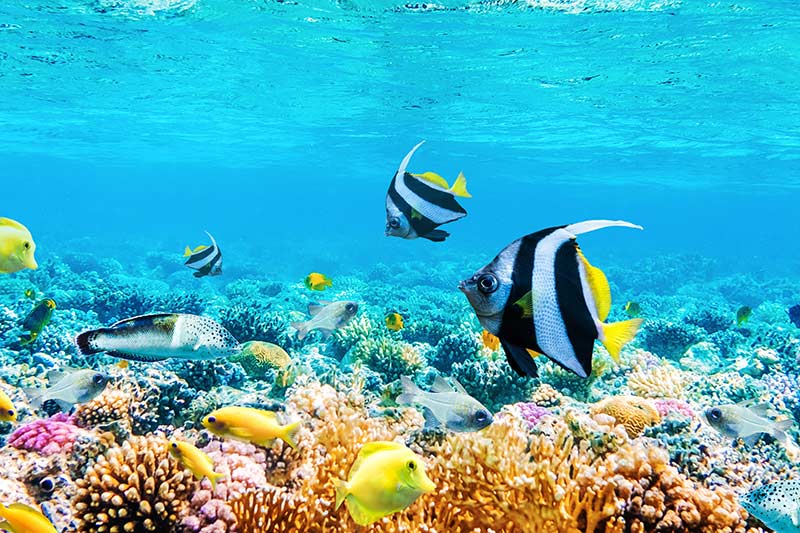 Stage Marin Parc Zanzibar