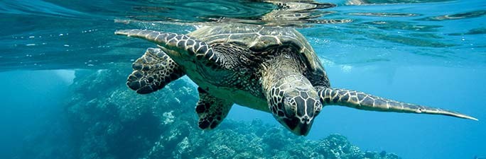 Sauvegarde des tortues marines