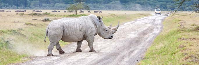 Donation pour la sauvegarde des Rhinocéros en Afrique.